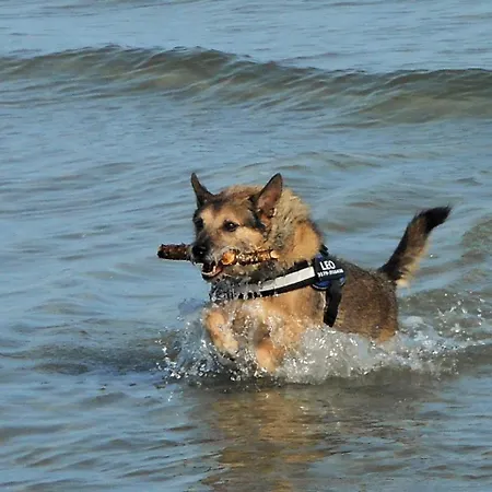 Sommersonne Haushaelfte *