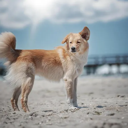 Sommersonne Haushaelfte * Fuhlendorf (Mecklenburg-Vorpommern)
