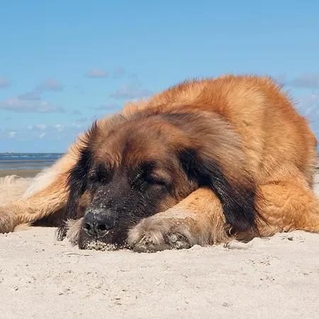 Sommersonne Haushaelfte Holiday home *