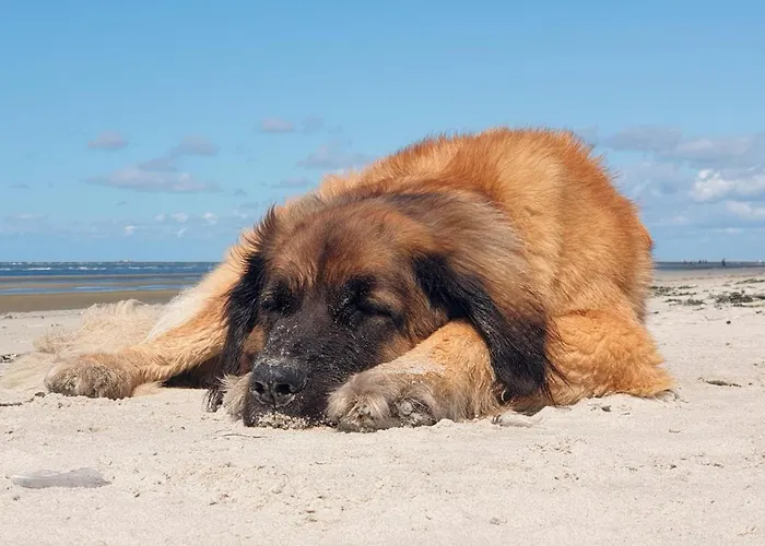 Sommersonne Haushaelfte Holiday home *